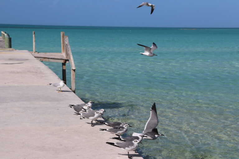 Road Trip How To Spend A Weekend In Eleuthera The Bahamas   IMG 0715 768x512 