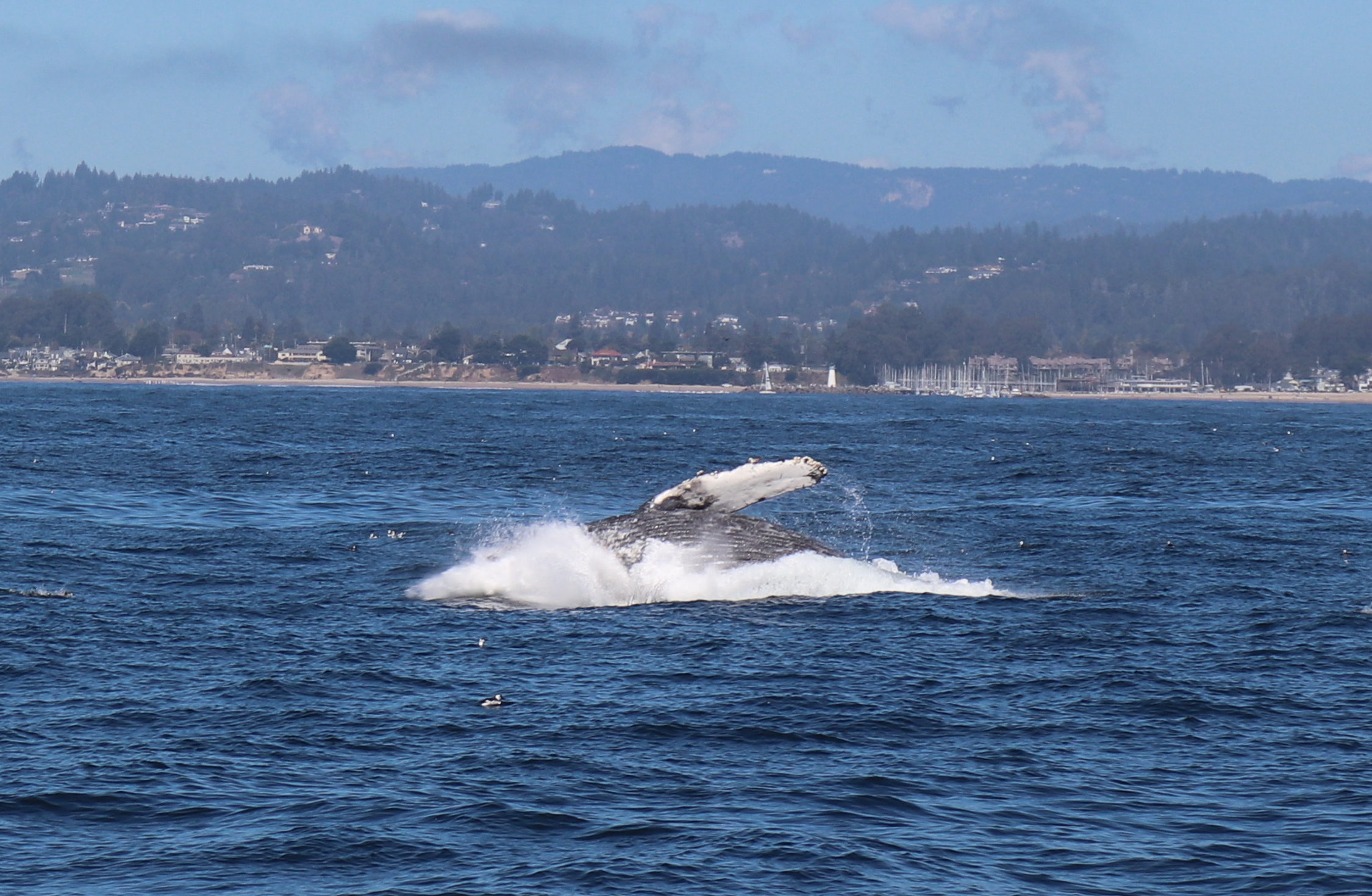 Read more about the article Whale Watching and Wine Tasting on California’s Central Coast